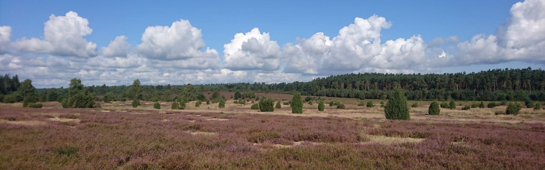 Bloeiende heide